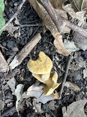 Cantharellus lateritius