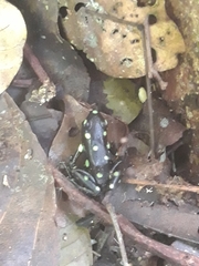 Dendrobates auratus