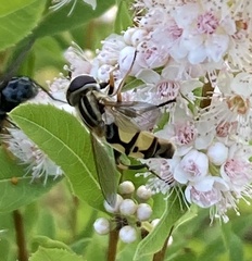 Helophilus latifrons