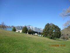 Nothofagus cliffortioides