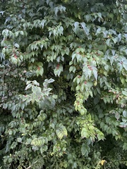 Crataegus mollis