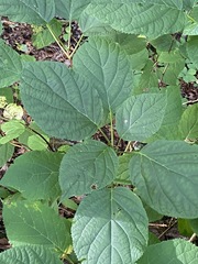 Hydrangea arborescens