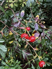 Aronia arbutifolia