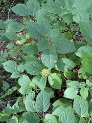 Hydrangea arborescens