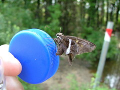 Chioides albofasciatus