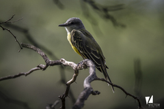 Tyrannus melancholicus