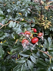 Aronia arbutifolia