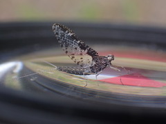Callibaetis