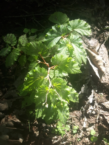 Begonia hirsuta image