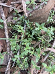 Gonocarpus tetragynus