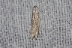 Prionopterina grammatistis