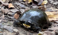 Emydoidea blandingii