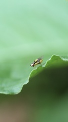 Thaumatomyia