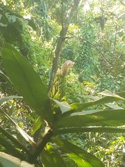 Costus guanaiensis