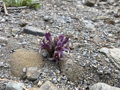 Aphyllon californicum