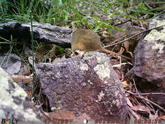 Antechinus