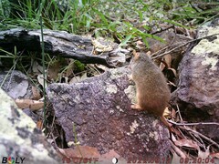 Antechinus