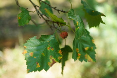 Crataegus chrysocarpa