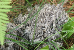 Clavulina cinerea