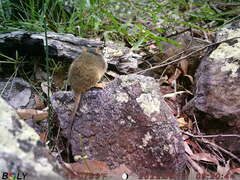 Antechinus