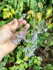 Symphyotrichum drummondii
