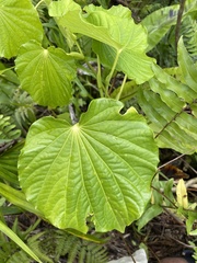 Piper latifolium