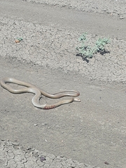 Pseudonaja textilis