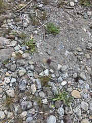 Aphyllon californicum