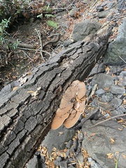 Ganoderma brownii