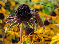 Dissosteira carolina