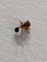 Lophomyrmex