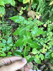Symphyotrichum drummondii