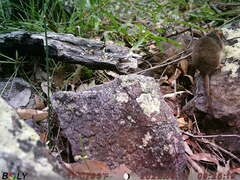 Antechinus