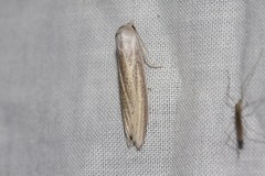 Prionopterina grammatistis