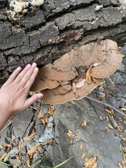 Ganoderma brownii