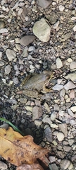 Lithobates clamitans