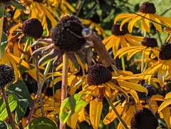 Dissosteira carolina