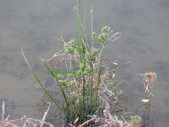 Cyperus difformis