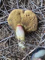 Boletus smithii