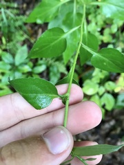 Symphyotrichum drummondii