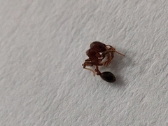 Lophomyrmex
