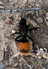 Dasymutilla clotho