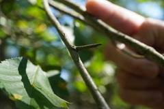 Crataegus chrysocarpa