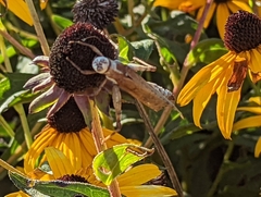 Dissosteira carolina