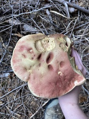 Boletus smithii