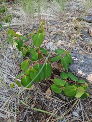 Apocynum androsaemifolium