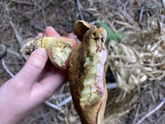 Boletus smithii