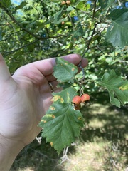 Crataegus chrysocarpa