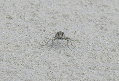 Habroscelimorpha dorsalis