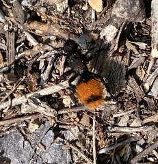 Dasymutilla clotho